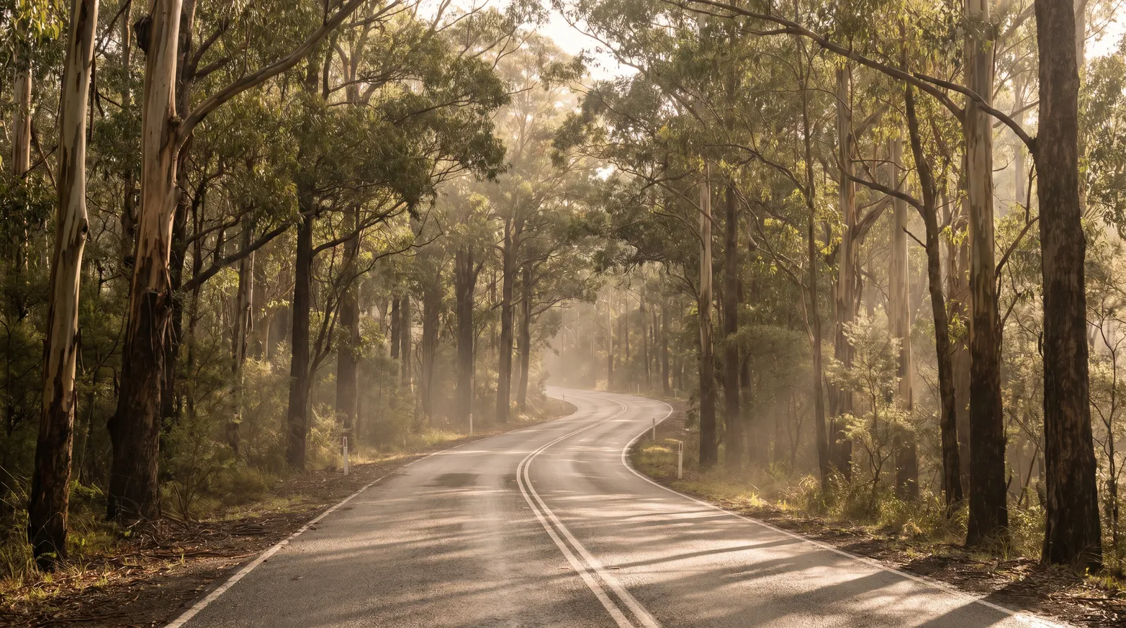 Two-lane road running through dense eucalypt bushland in early morning light